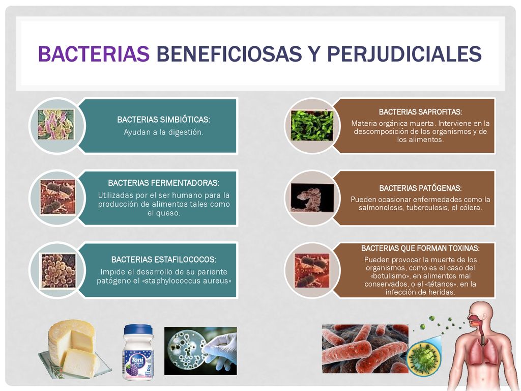 ejemplos de bacterias nocivas ejemplos de bacterias nocivas